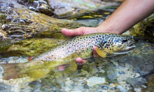 Fly Fishing Hot Spots Near Big Sky Resort in Montana