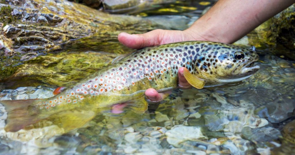 Colorado an Anglers Paradise